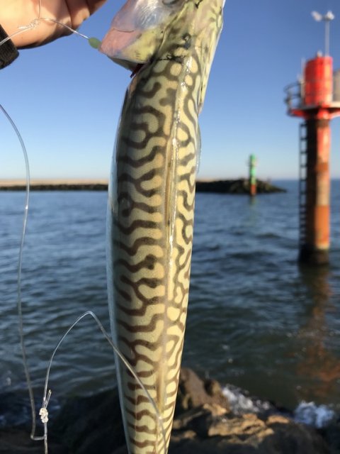 Camofarver på makrellens ryg