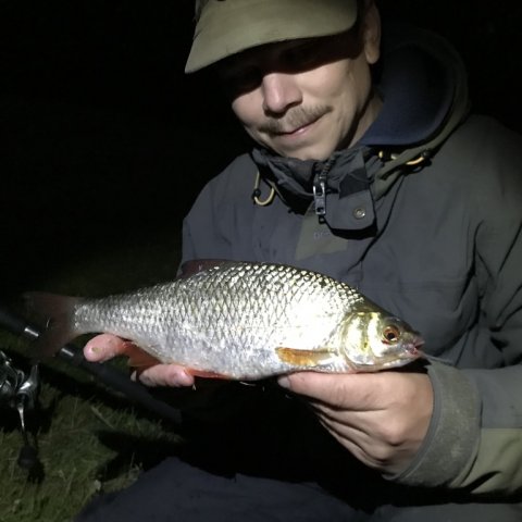 skalle fiskeri natfiskeri majs