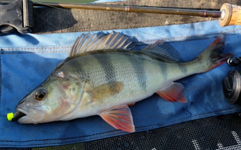 aborre perch barsch