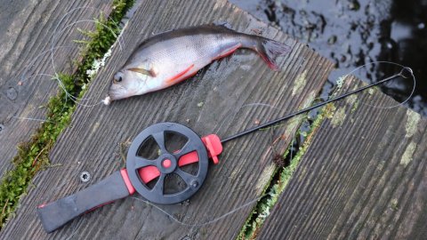 Flere aborrer ved isfiskeri