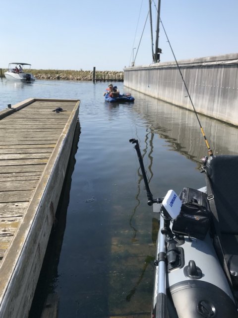 aborre fiskeri ringkøbing havn