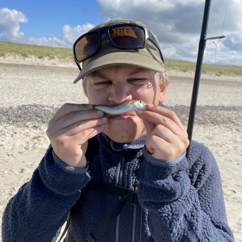 FiskeFoto.dk konstaterer: Det er hvilling, der jages af mågerne i havstokken