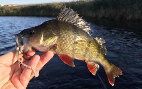 aborre fiskeri ringkøbing fjord vestjylland