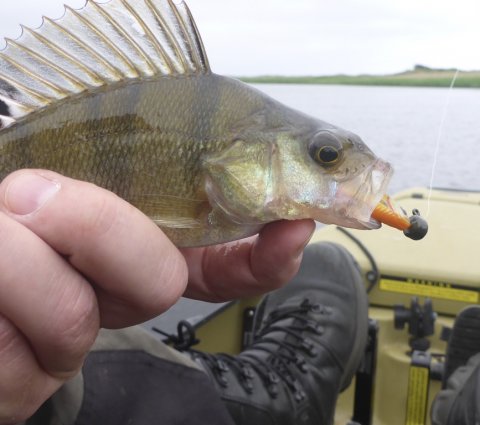 aborre hobie kajak vestjylland ringkøbing fjord