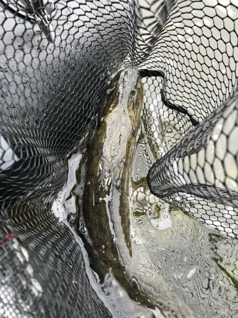 gedde fiskeri Borbjerg møllesø pigshad jr