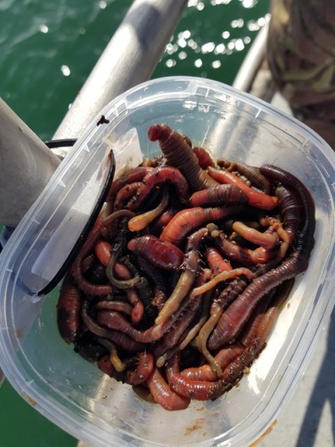 Åbenrå fjord Aabenraa fladfisk sandorm skrubbe rødspætte