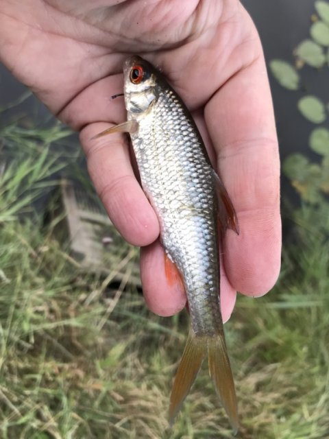 skalle fra fjordtroldens dam