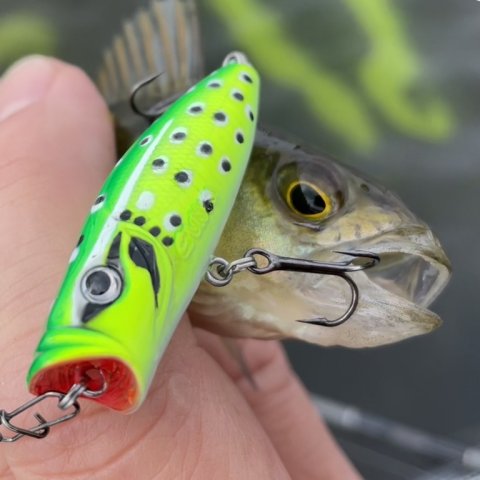 Lille popper - lille aborre