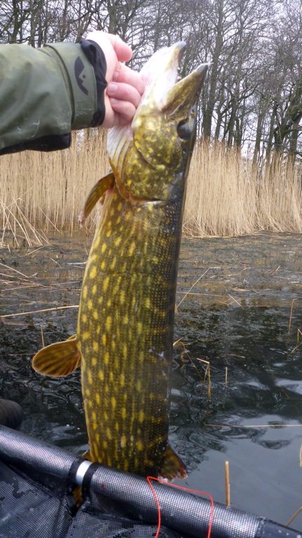 gedde fiskeri Borbjerg møllesø pike bellyboat highrider 170 Hecht vision fly fishing