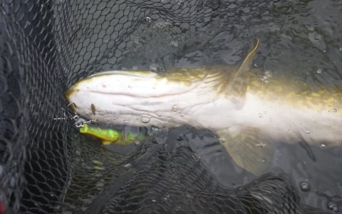 gedde premiere flydering highrider pigshad