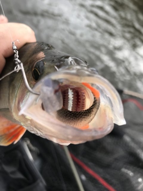 aborre sluger finesse filet fra lmab