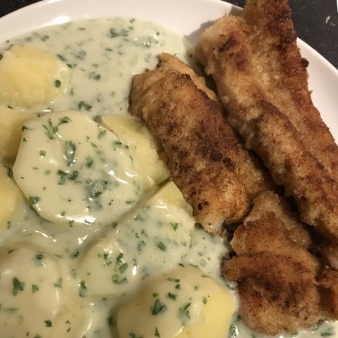 aborre perch barsch denmark fishing