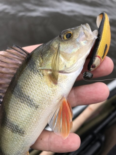 aborre ringkøbing fjord