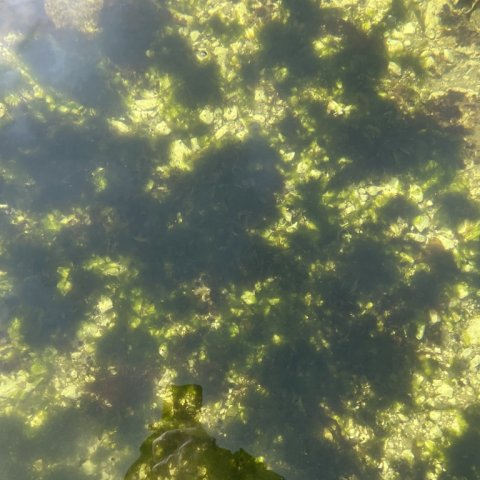 Gode vand- og bundforhold i Mariager Fjord