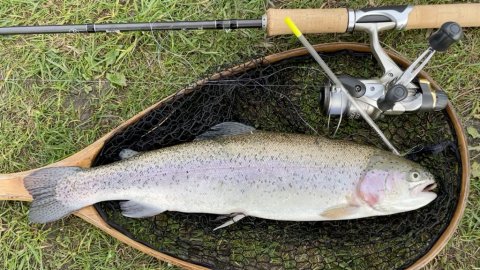 Regnbueørred på orm