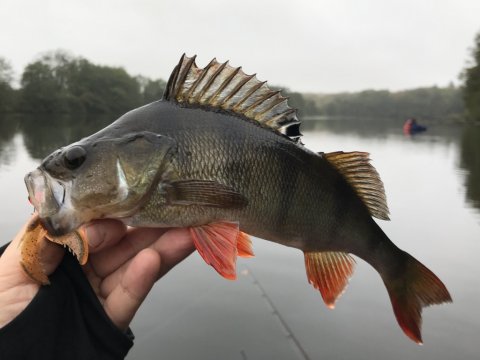 aborre fra skovsøen catch and release spinnefiskeri