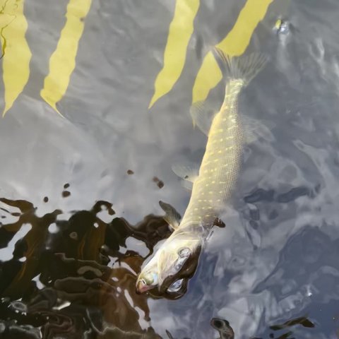 Endnu en jack - en lille gedde fra den lille sø i Western Wetlands