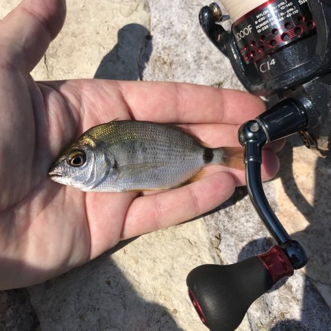 sivota harbour fishing bream angeln greece live bait