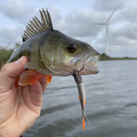 Finesse Filet lokker endnu en stribet bandit 