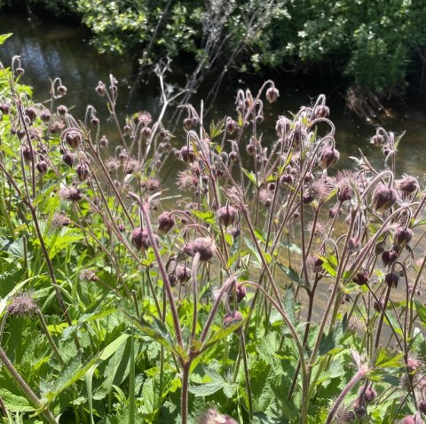 Sommerflora i den vestjyske ådal