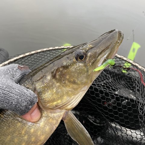 Mindre gedde på zman micro finesse tiny ticklerZ