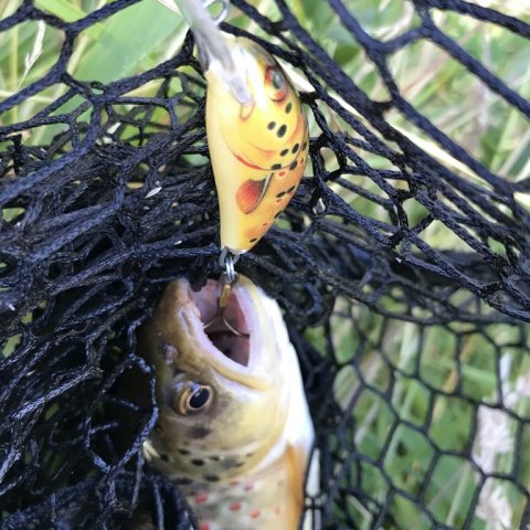 bækørred trout forelle Vestjylland hover å salmo wobler