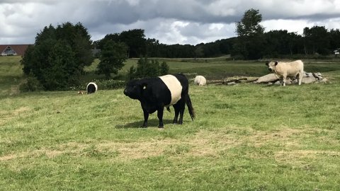 tyr hover å Vestjylland naturens rige