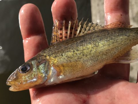 hork Vestjylland vonå lystfiskeri medefiskeri ormefiskeri