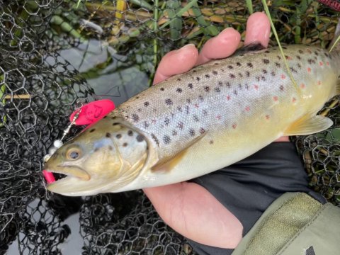 Skønhed lokket frem fra broens skygge - bækørred