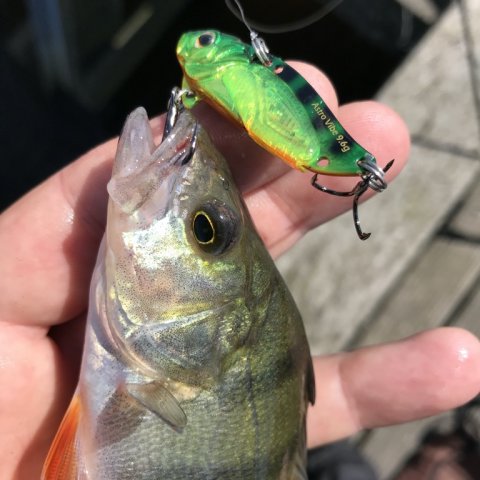 strike pro astro vibe aborre perch barsch vestjylland vonå