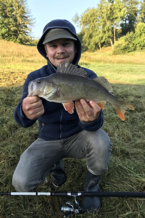 Kasper med aborre på død agnfisk