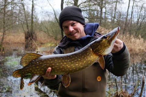 gedde pike mose swamp agnfisk baitfish fiskefoto.dk