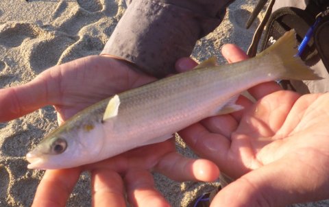 mullet livebait MMM cape town fishing adventures false bay