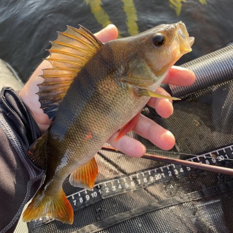 Aborre i sollyset - glad sommerfiskeri
