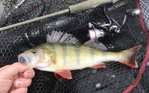 dropshot savagegear SG4 aborrefiskeri