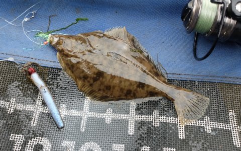 skrubbe i Vonåen Vestjylland lystfiskeri