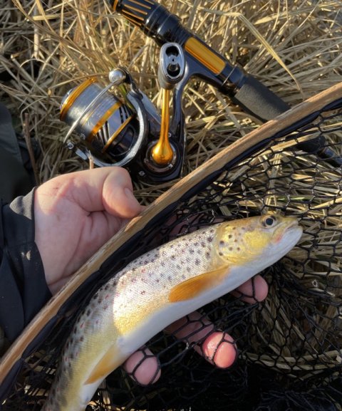 Bækørred ved premierefiskeriet i Hover Å 2023