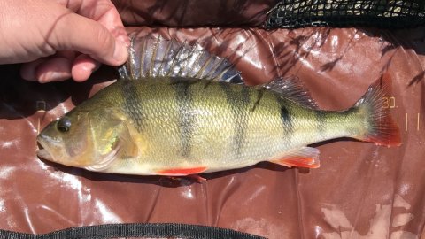 frisk fisk striber aborre predator fiskeri