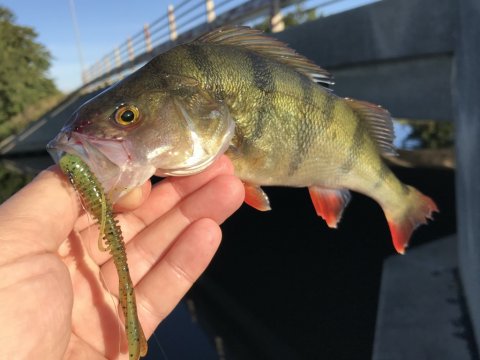 vonå aborre fiskeri Vestjylland dropshot high5lures