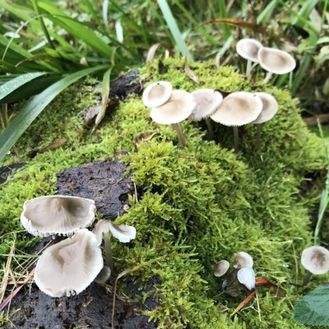 efterår østjylland svampe