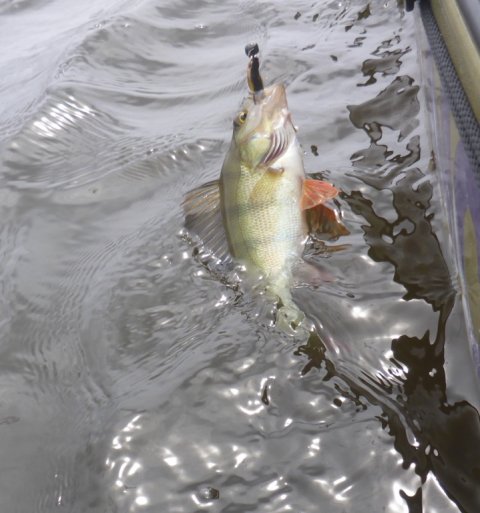 aborre ringkøbing fjord lystfiskeri