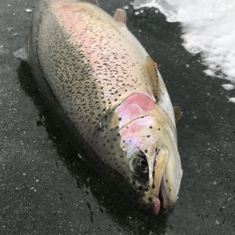 isfiskeri loch nees put and take regnbueørred