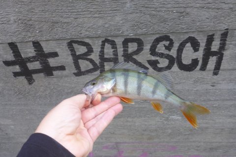 aborre perch vonå dropshot barsch angeln vestjylland