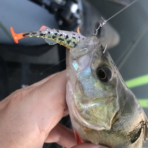 perchfishing perca fluviatilis fiskeri Vestjylland