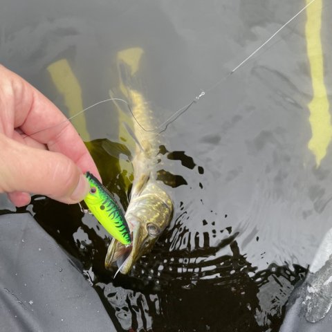 Første fisk på popper - en lille gedde snuppede overfladeagnen