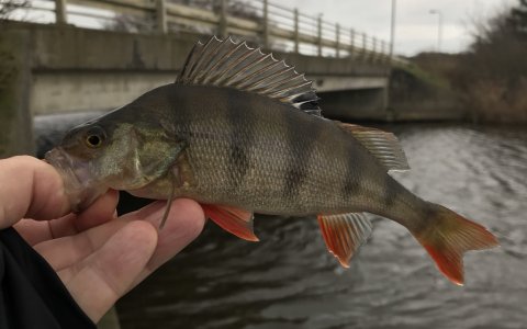 aborre perch barsch vonå carolina rig Vestjylland