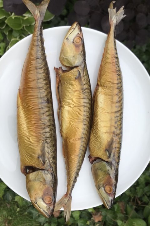 makrel varmrøget vestjylland