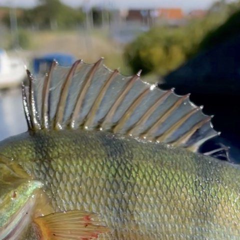 Rygfinnen er rejst - fightvillig aborre fra Vonåen