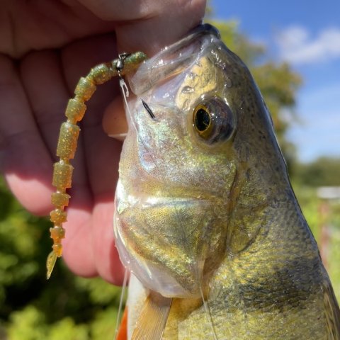 Aborre - fyraftensfiskeri ved Vonåen