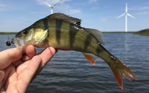 aborre vonåen flydering highrider westin shadteez barsch angeln